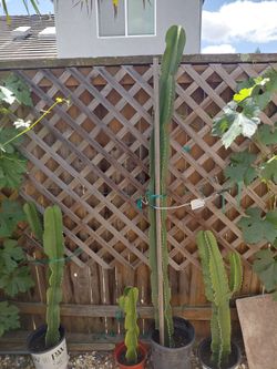 Large cactus