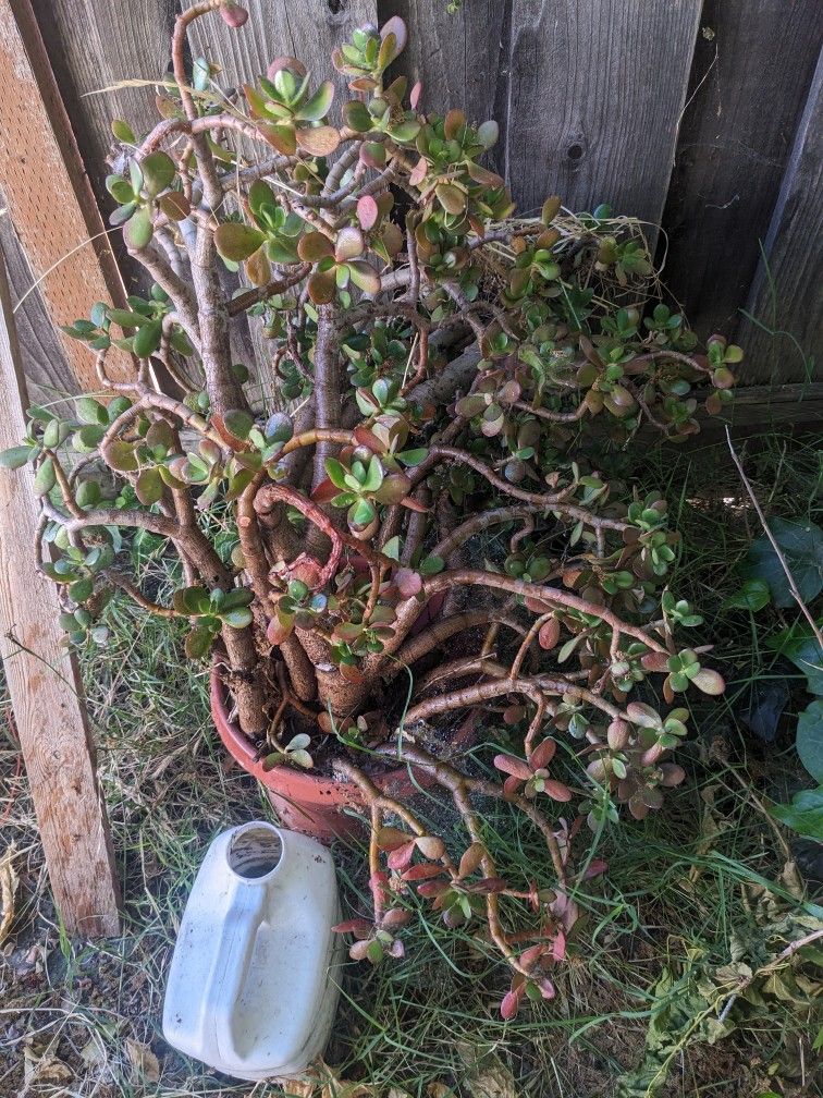 Big Jade Plant - Aprox. 3 Feet Tall