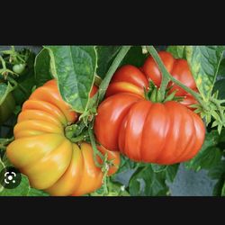 Heirloom Tomato Seedling Plant 2 Plants Enjoy Great Fruits At No Cost Grow Your Own