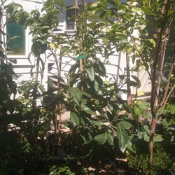 🥑 AGUACATE HASH INGERTADO $175