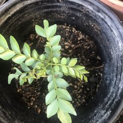 Curry Plant