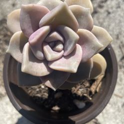 Graptopetalum Succulent 