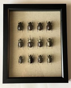 Mix of 12 large framed beetles