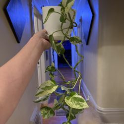 Pothos Pearls And Jade