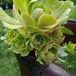 Pretty Plant On Glass Base