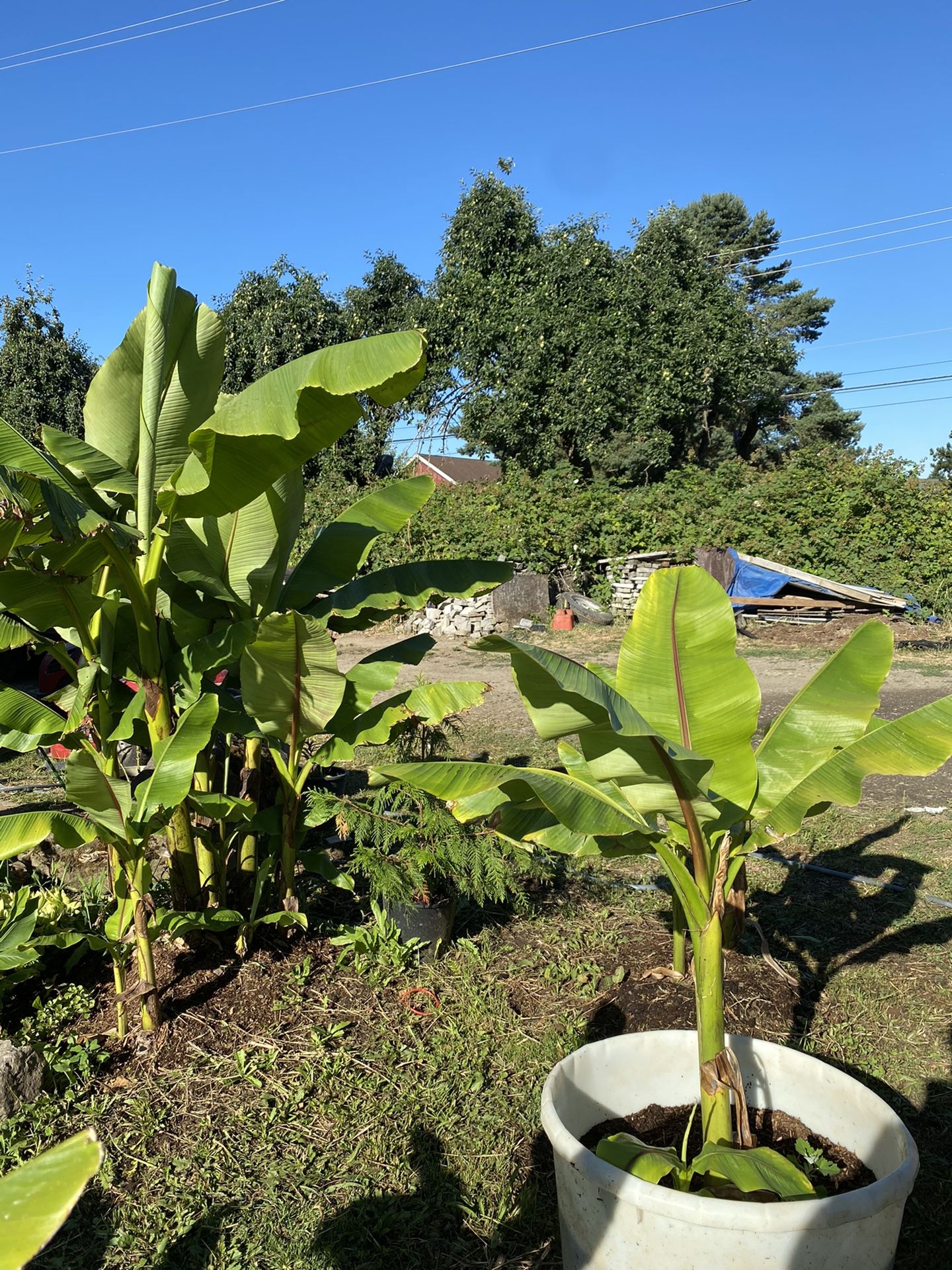 Banana Trees Many Sizes