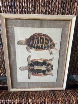 Turtle Framed Wall Art