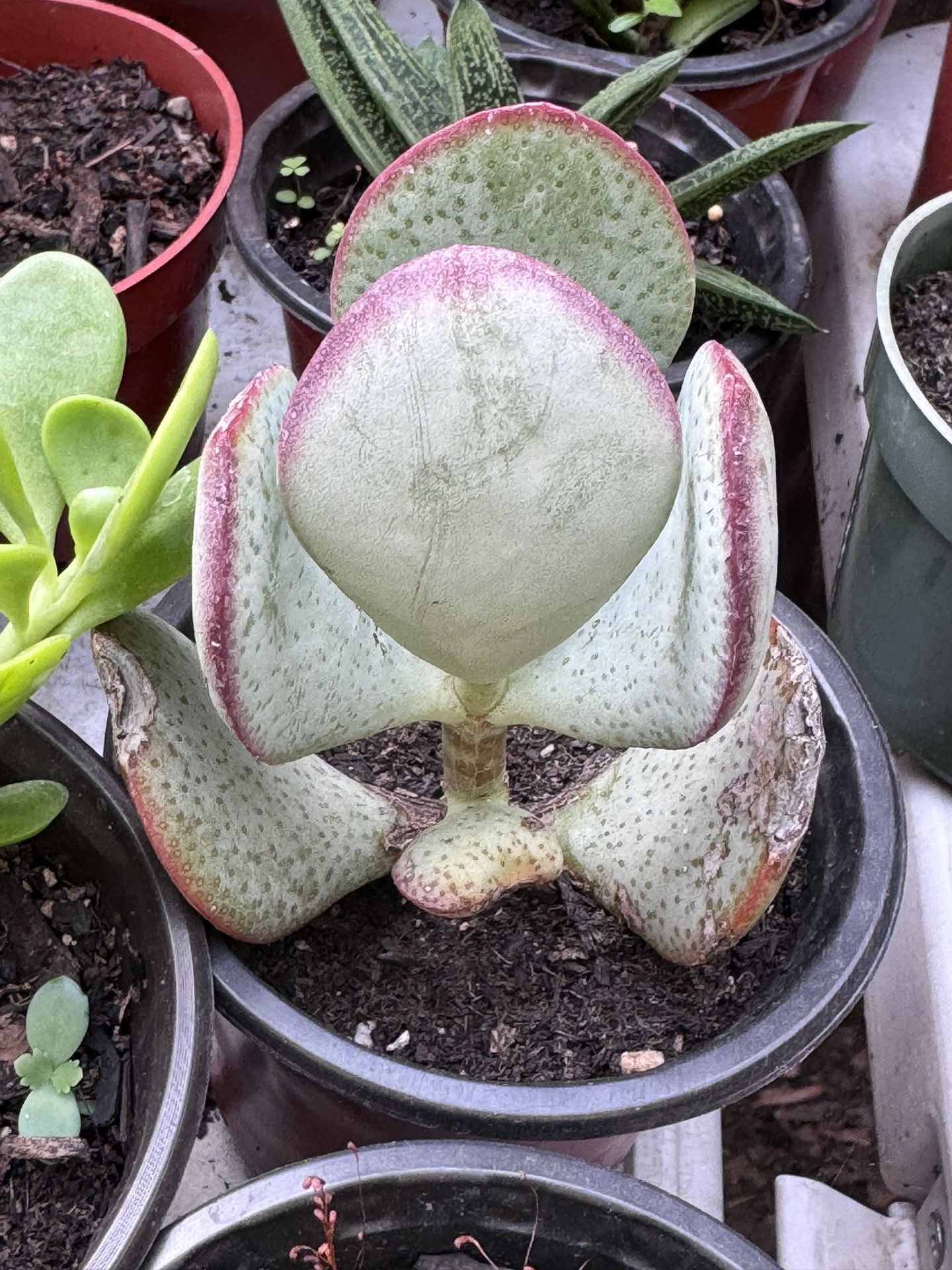 Cactus & Succulents 4”pot