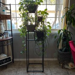 vase para plantas y 4 plantas. todo por 