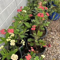 Plants for sale 10 each 