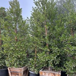 carolina cherry laurel, English laurel for  hedge and privacy 24” Box 