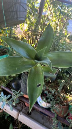 Planta