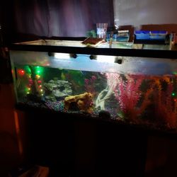 Fish Tanks, Fish, And Aquarium Stuff