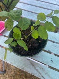 Wisteria vine plant