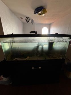 55 gallon fish tank with stand and filter