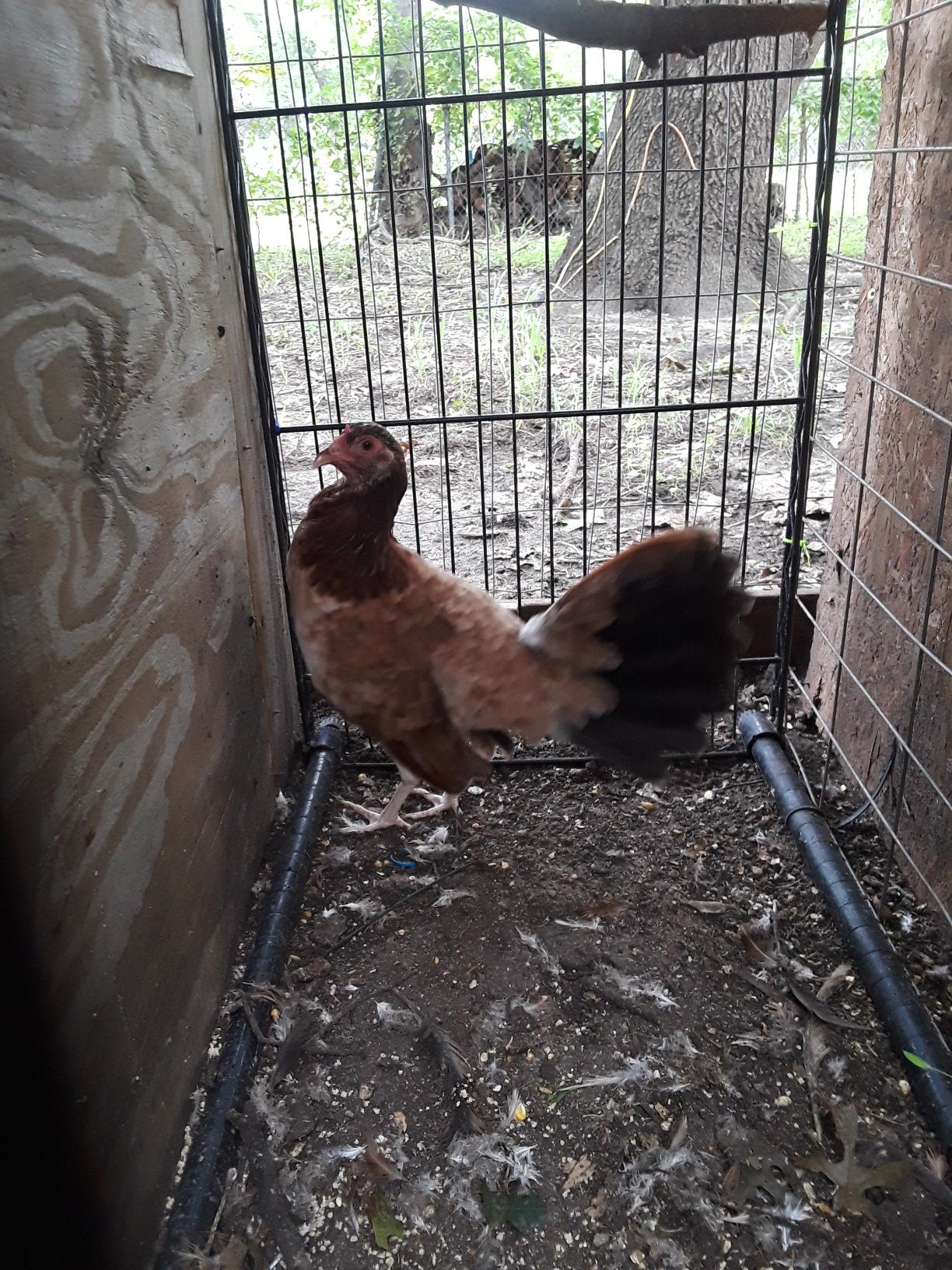gallina albany pura