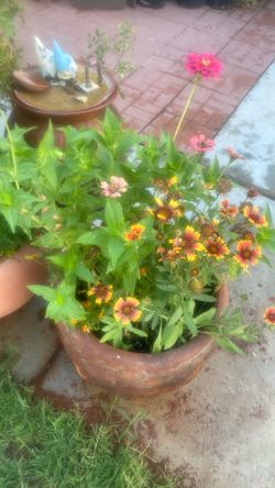 ZInnIas, Firewheel and Claveles Amarillos