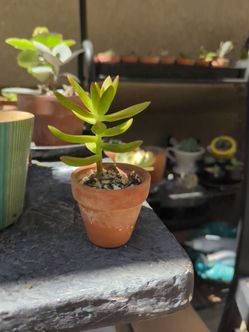 Establish succulent and mini terracotta pot