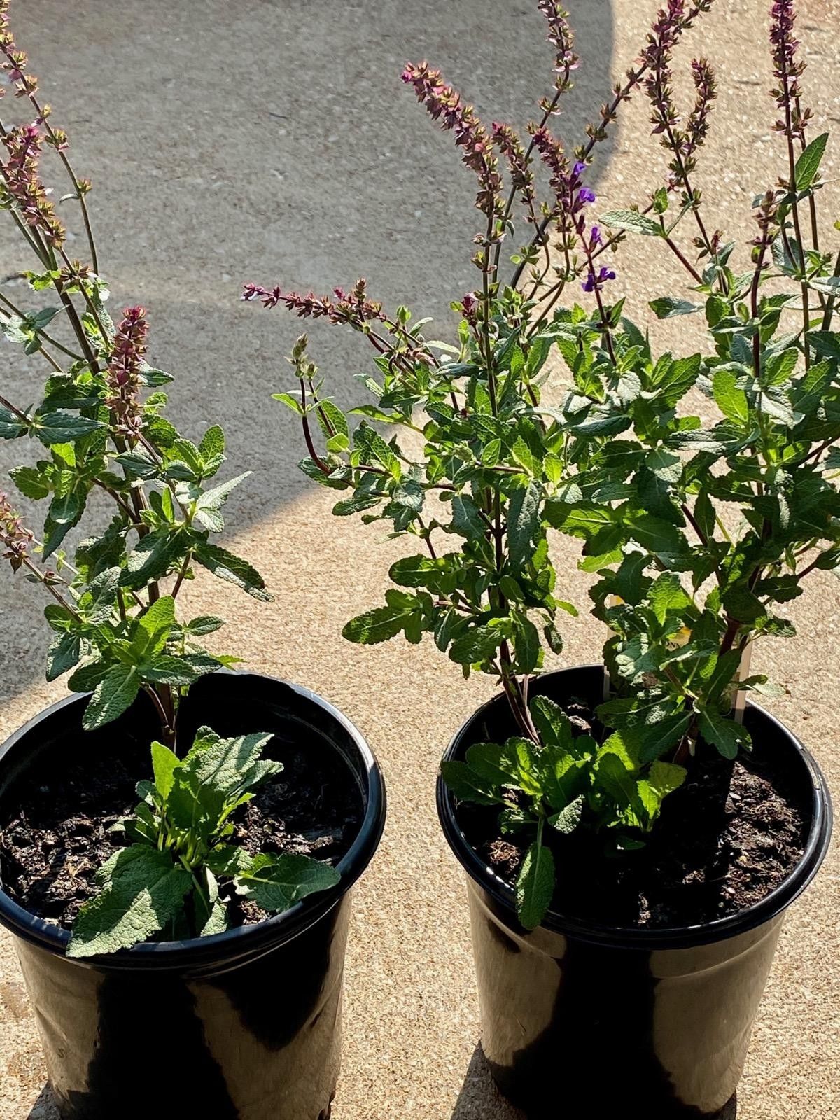 Salvia perennial plants$6 each pot