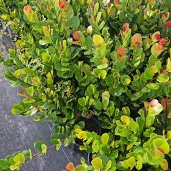 cocoplum  red tip minimum qty 100 +