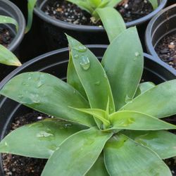 Foxtail Agave (Agave Attenuata)