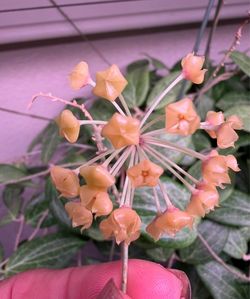 Hoya fitchii