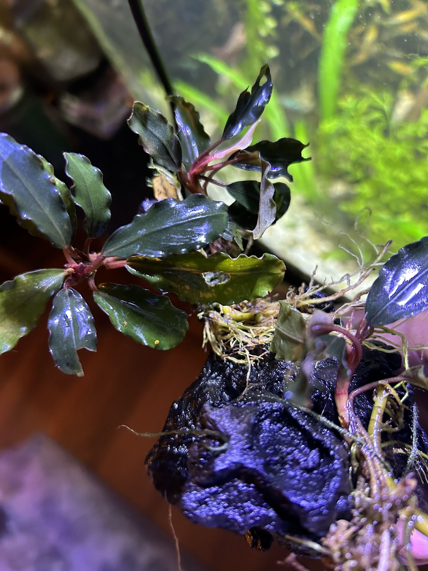Bucephalandra Nanga Taman