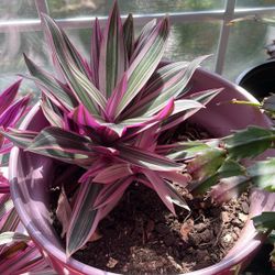 Beautiful Indoor Plants (Cutting )