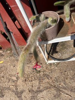 Monkey tail plant