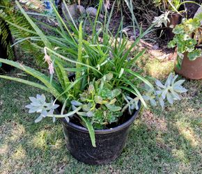 Plants