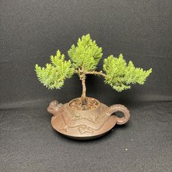 Juniper Bonsai Tree In Vintage Dragon Teapot ($35 )