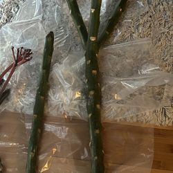 Plumeria for sale (purple passion)