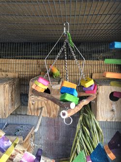 Bird toy treat