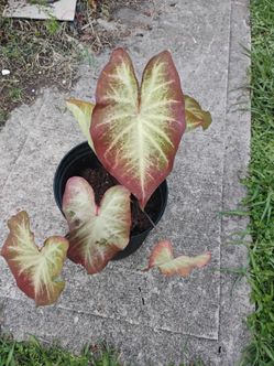Caladiums creme brulee plant