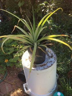 $5 pineapple plant in 5 gallon