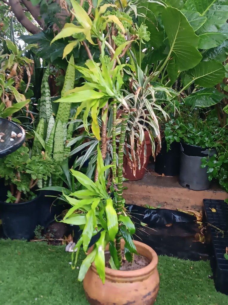 Dracaena House Plant