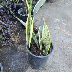 Snake Plant. Lengua De Suegra