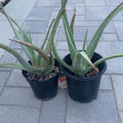 Aloe vera  2  For $5