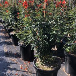 Tecoma Canpensis , Hedge And Privacy 15gal