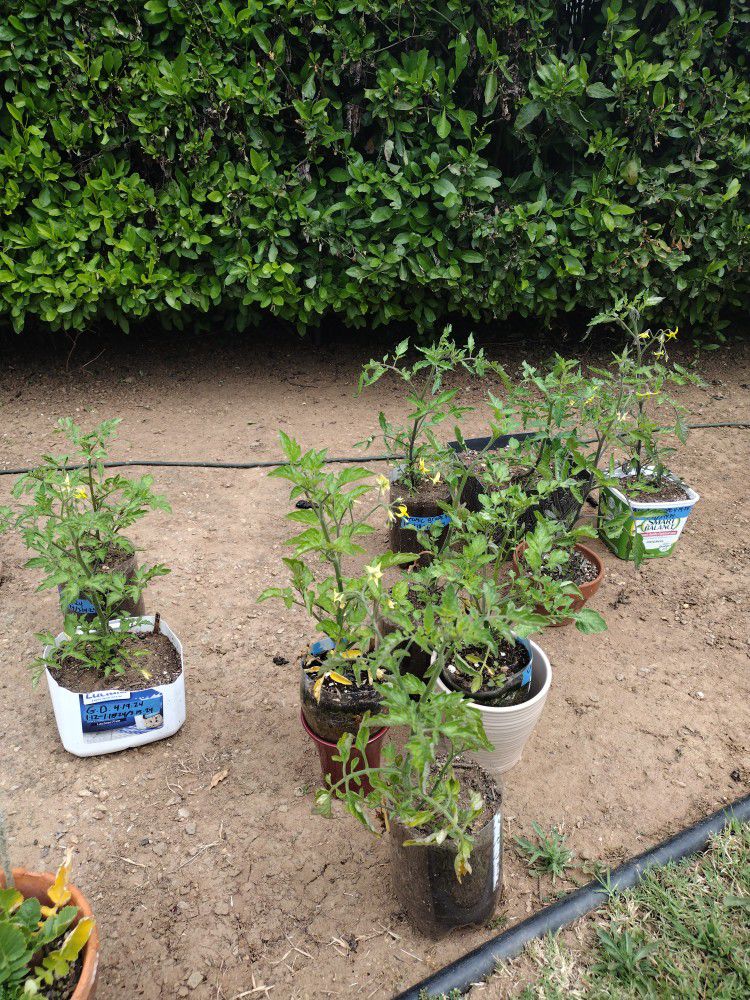 Tomato Plants Ready For Your Garden!