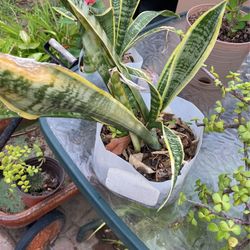 Snake Abundancia Alvacar  $5.00 Cada Una 