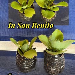 Mother of Thousands plant