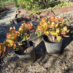 Jade Plants 