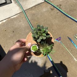 Plastic Succulent Fish Tank Decor