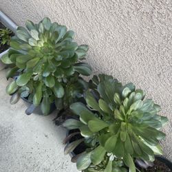 Succulent Plant 