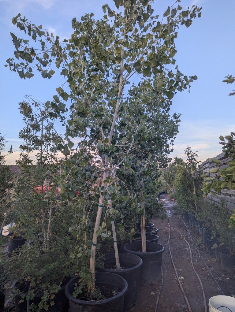 $250 Each Trees That Are Pictured Delivery Only