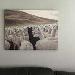 Llama Alpaca Portrait Canvas Home Decor