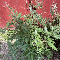 Vitex Or Chase Plant 