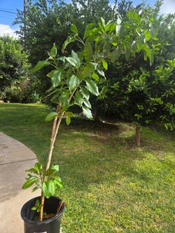 5 feet Plant trepadora