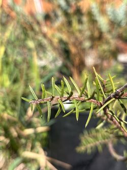 LIVE Acacia rhigiophylla plant - ‘Dagger Wattle’